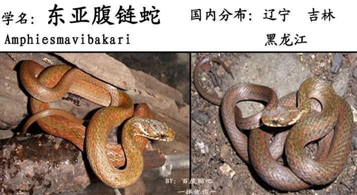 甲寅年出生的人在姓名配对情侣姓名大全