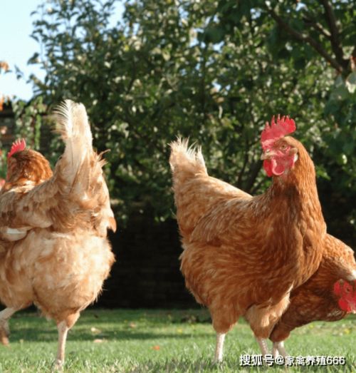 如何安全下载标准罗盘APP 罗盘下载指南