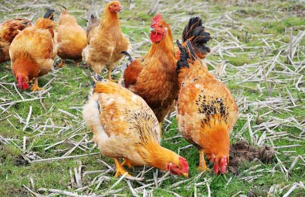 3月10日生日花：弹指婆婆纳（双鱼座）