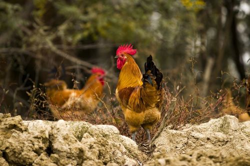 口字旁的字女孩起名为何会影响她们的社交恐惧感呢(口字旁的字女孩起名会不