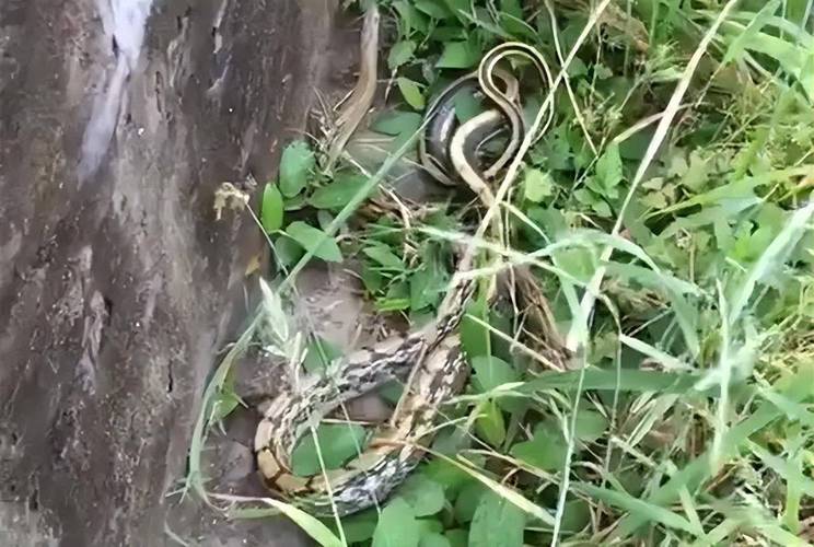 王丽坤素颜照图片素颜女神王丽坤，她的身材