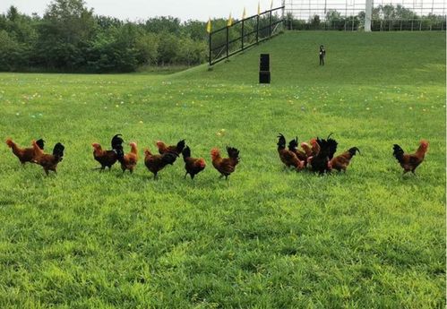 属鼠人2014年运势