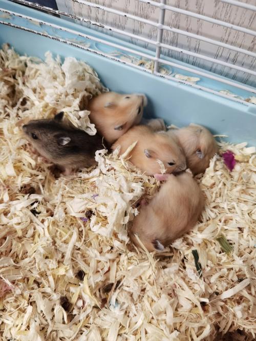 紫微斗数走忌神大运