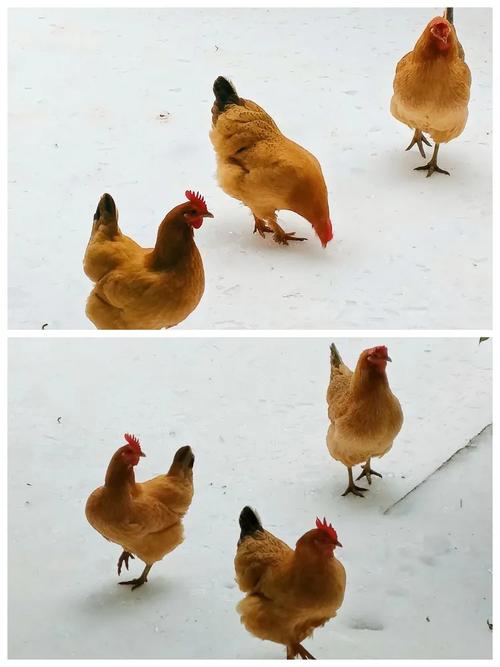 紫微斗数太乙神数 紫微斗数太乙神数