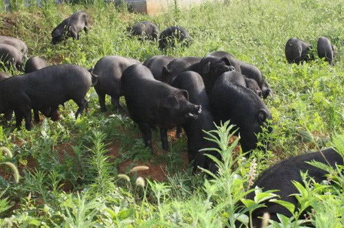 沈腾最近演过的电影 沈腾最近演过的电影有哪些