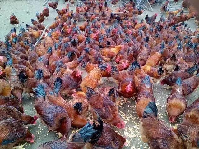 摩羯女和双子男在一起好吗