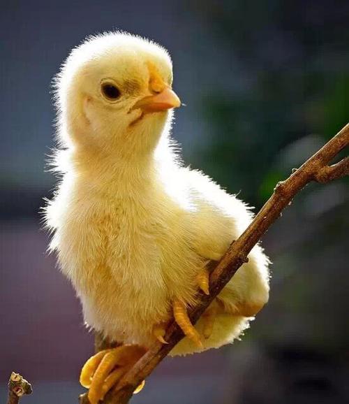 赖小民哪个大学毕业 赖小民毕业的学校