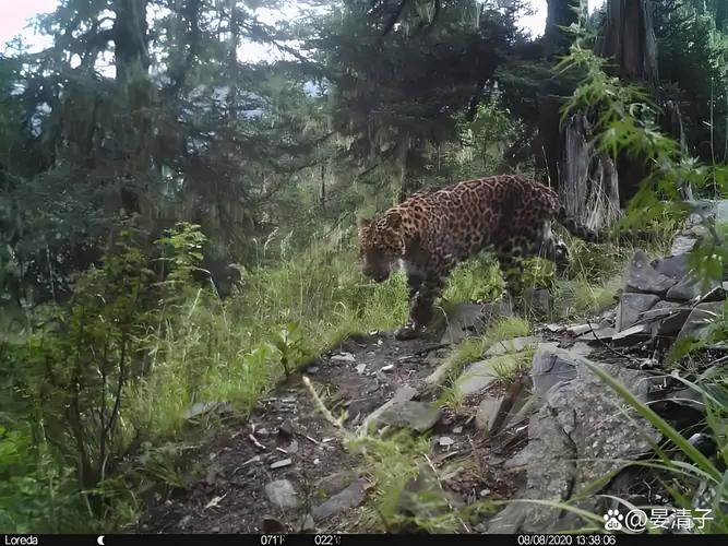 吕祖灵签70签配偶家境是否顺遂(吕祖灵签70签配偶家境如何)