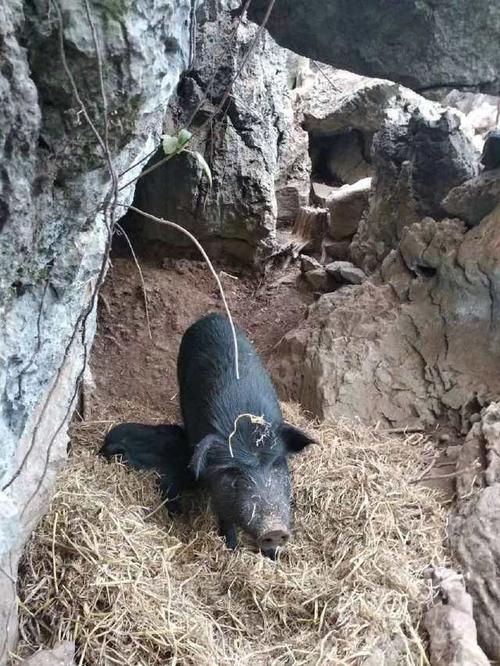 摩羯女真正爱你的表现是什么