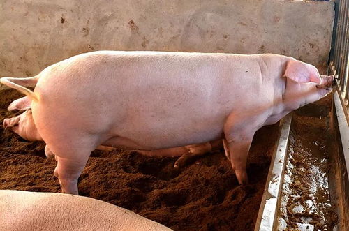 星座运势查询2025年 2025年有大灾难星座