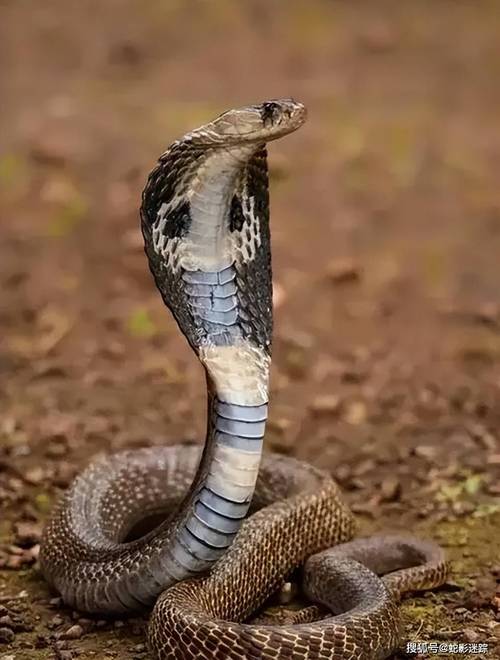 婚姻中娶狮子座有什么好处