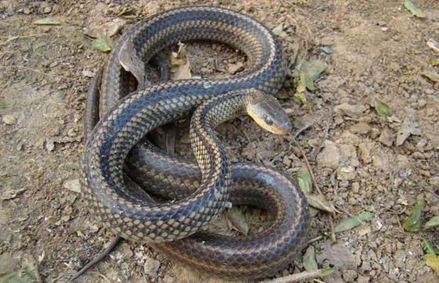 十五元宵晚会(十五元宵晚会主持人台词)