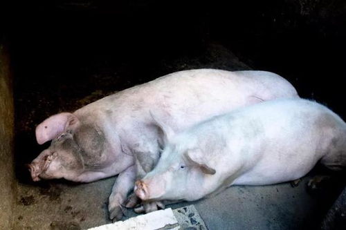 居家挂画风水的知识讲解 居家挂画风水的知识讲解