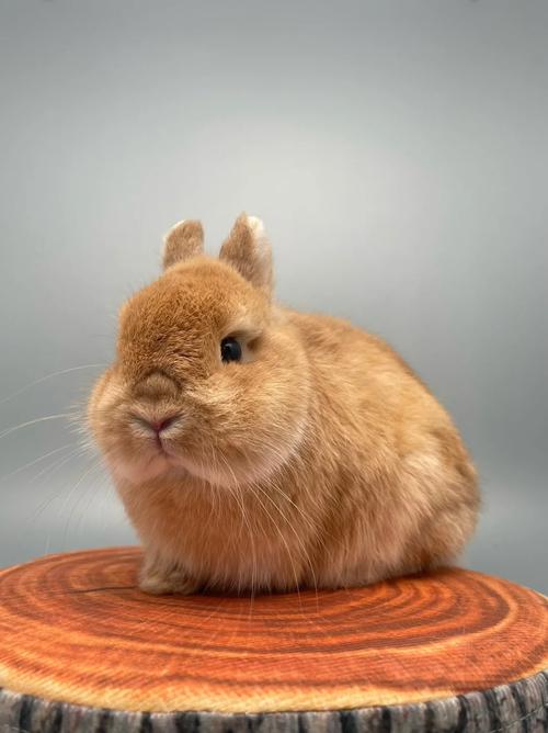 冥王星落在白羊座