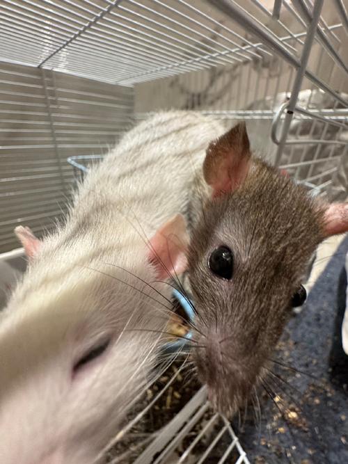 十二生肖的人每月财运