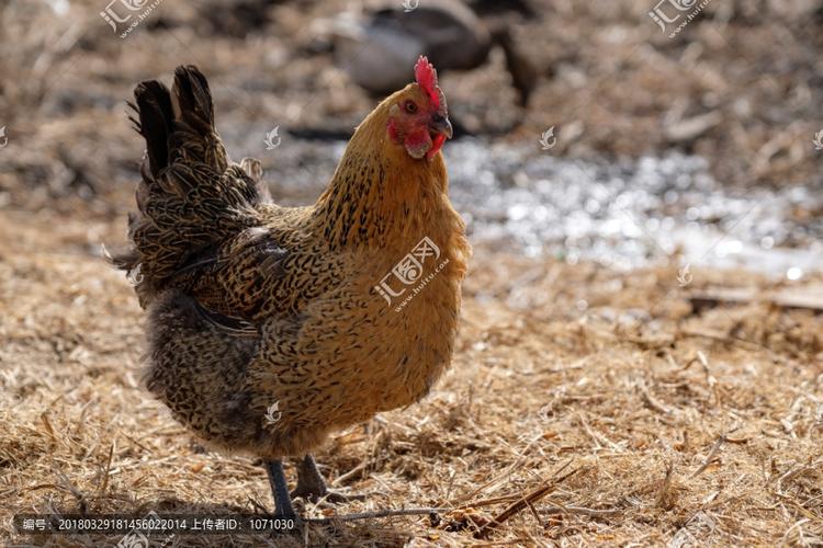 紫微斗数四吉曜