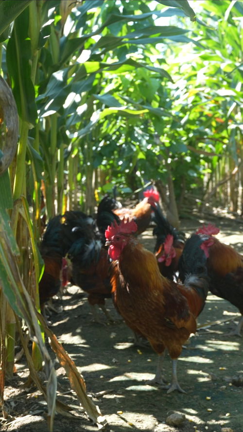 吕祖灵签56签学业_孤辰星_求财签是否影响学业运势(吕祖灵签56签学业孤辰星_求