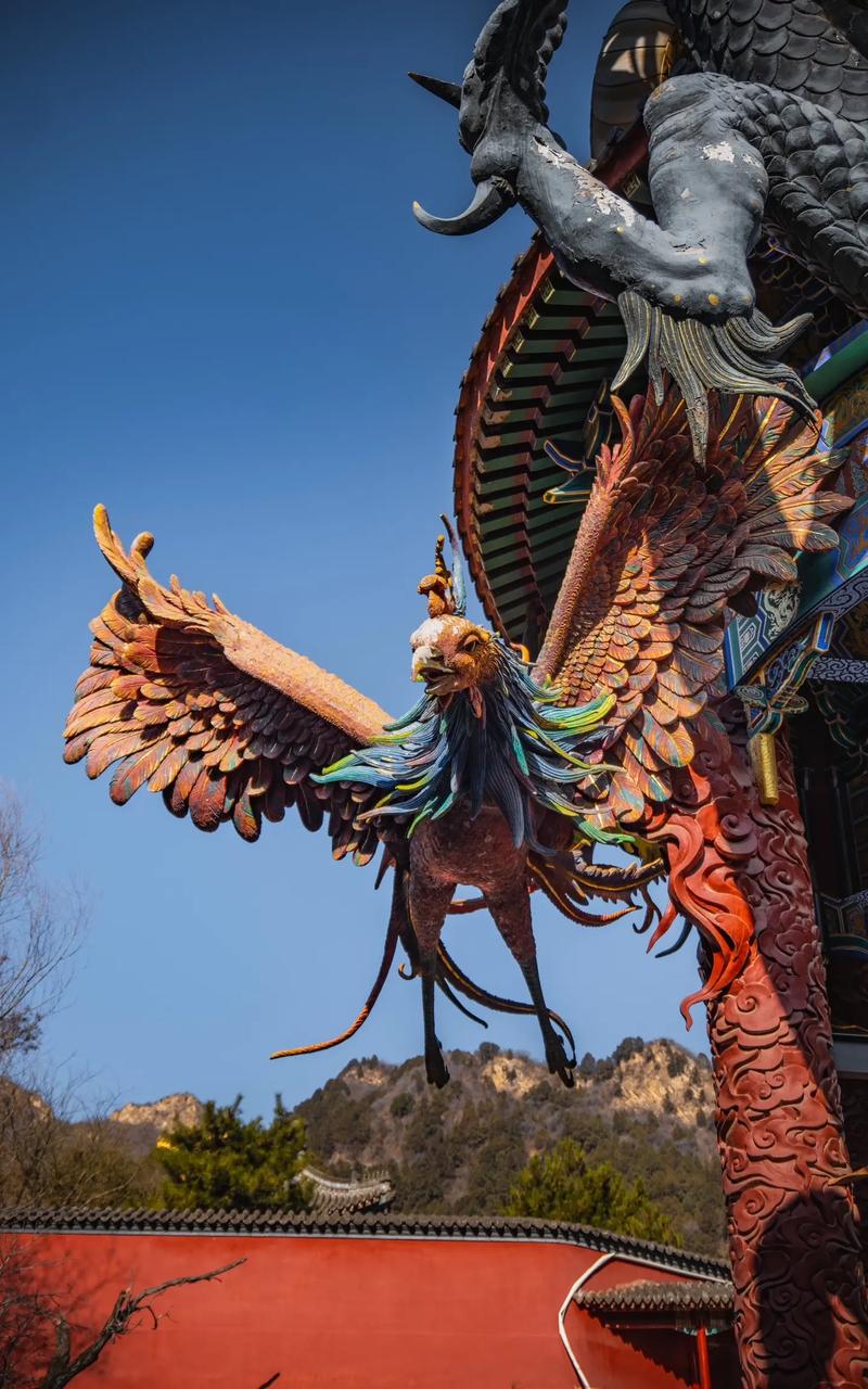 7月20日生日花：青兰（巨蟹座）