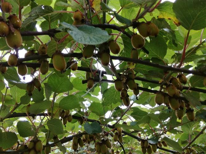 金牛座女生的优点总结 金牛座女生的优点总结