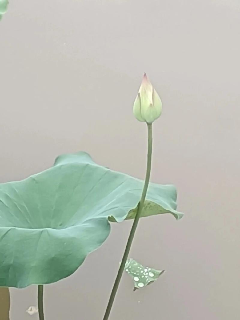 包贝尔个人介绍 包贝尔个人介绍简短
