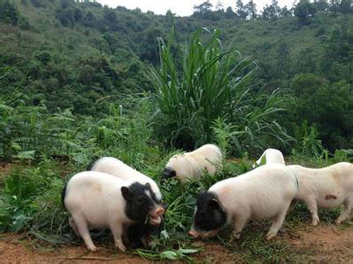 家里种什么花最好