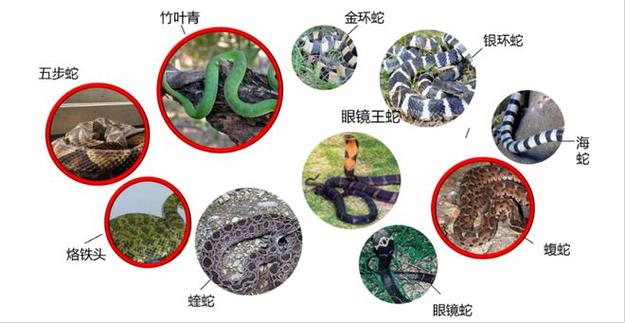 巨蟹座女星座屋每日运势如何看 从上升星座看巨蟹座桃花运