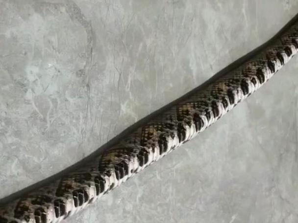 87女与87男婚姻状况 男属兔女属兔婚姻状况 87女与87男婚姻状况 男属兔女属兔婚姻状况