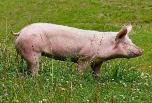 狮子座今日运势美国神婆星座  狂月星座运势