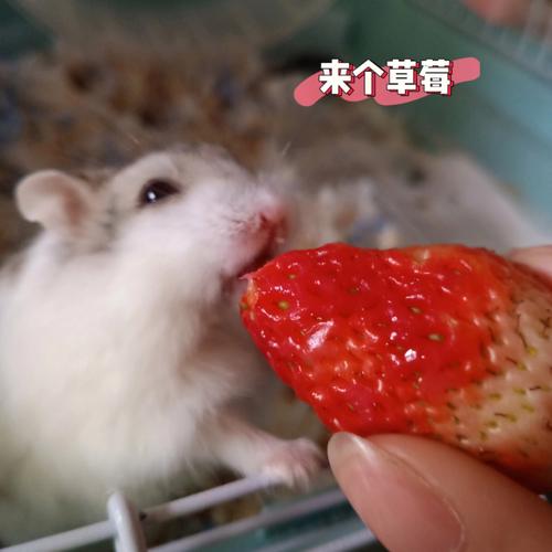 张哲轩富二代马思纯与张哲轩的恋情还未官宣