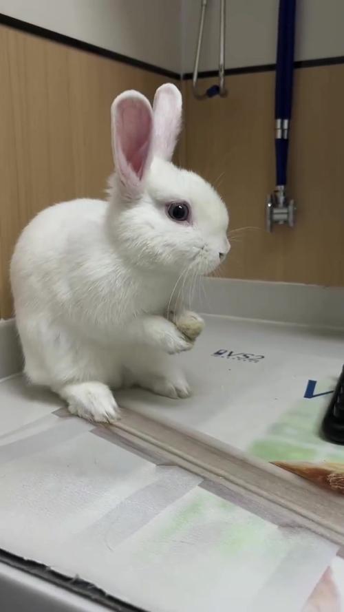 庚子年居士是否在担心蓝牙怎样注销配对手机号对生活造成困扰而感到不知所措