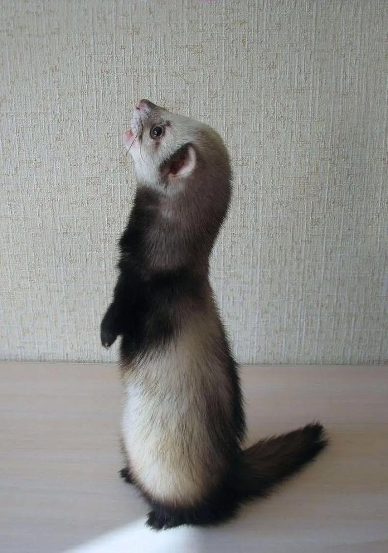 癸巳太岁徐单大将军,癸巳太岁徐单大将军传说