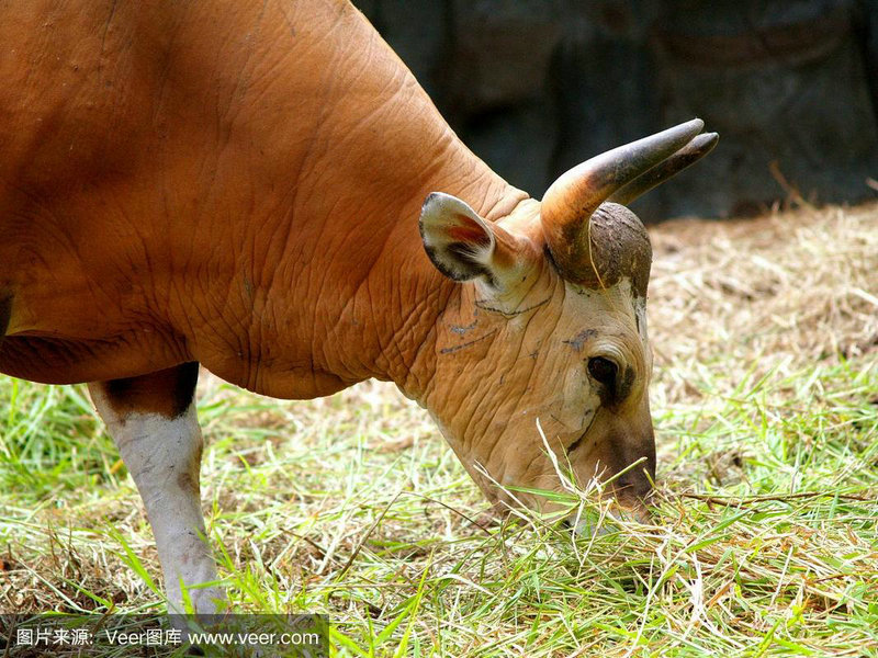十二星座爱上一个人会变得怎样