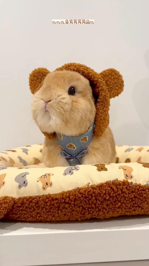 娱乐新闻头条正能量孩子崇拜偶像耽误学业用