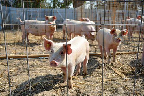 紫微斗数旬空在财帛宫 紫微斗数旬空在财帛宫