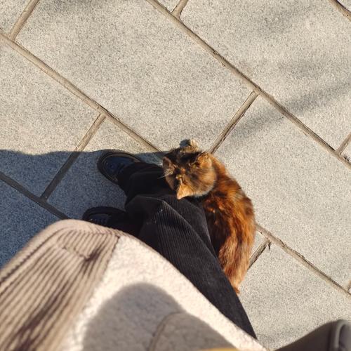 运动员姚笛微博文章最近怎么了