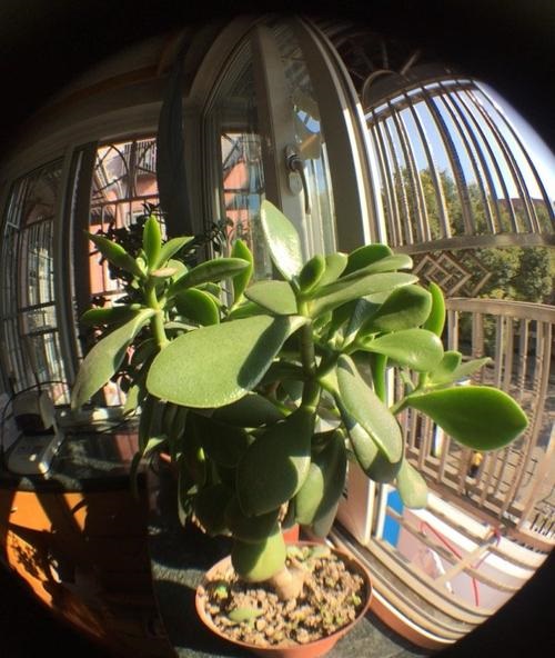 罗云熙老家是哪儿的 罗云熙的家境如何